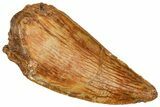 Raptor Tooth - Real Dinosaur Tooth #371429-1